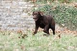 LABRADOR 798